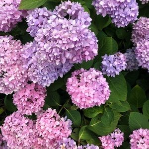 Meet your Posher, Savannah